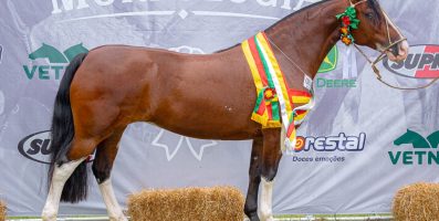 Feminilidade e potência muscular conferem título de Melhor Exemplar da Raça para Harmonia do Itaó
