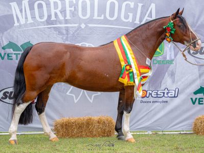 Feminilidade e potência muscular conferem título de Melhor Exemplar da Raça para Harmonia do Itaó