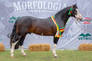 Mauricio_Vinhas_MACHO-Medio-300x200 Feminilidade e potência muscular conferem título de Melhor Exemplar da Raça para Harmonia do Itaó