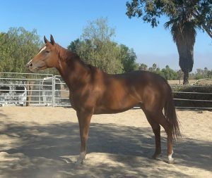 comprar-um-cavalo-300x253 O Sonho que Vira Pesadelo: Como NÃO Comprar um Cavalo