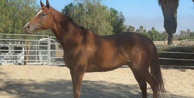 O Sonho que Vira Pesadelo: Como NÃO Comprar um Cavalo