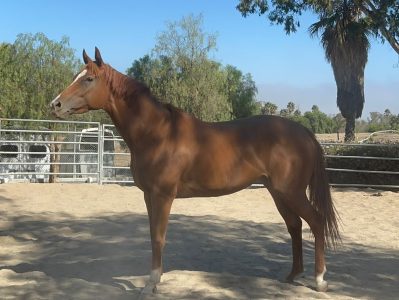 O Sonho que Vira Pesadelo: Como NÃO Comprar um Cavalo