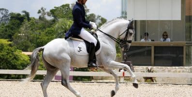 Primeiro cavalo montado do Ocidente, o Puro Sangue Lusitano promove em São Paulo seu maior evento nas Américas