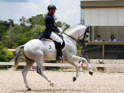 Primeiro cavalo montado do Ocidente, o Puro Sangue Lusitano promove em São Paulo seu maior evento nas Américas