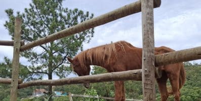 6 maneiras de apoiar as articulações envelhecidas em cavalos