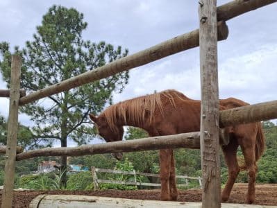 6 maneiras de apoiar as articulações envelhecidas em cavalos