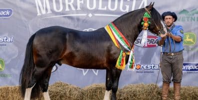 Gap Retruco-TE impressiona jurados e é coroado Melhor Exemplar da Raça Crioula em Mato Grosso