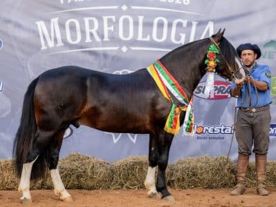 Gap Retruco-TE impressiona jurados e é coroado Melhor Exemplar da Raça Crioula em Mato Grosso