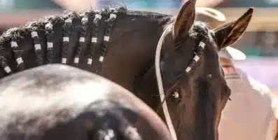 Exposição Nacional do Mangalarga Marchador