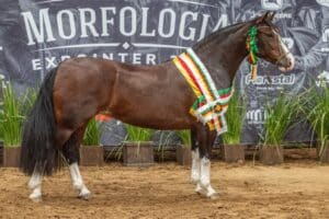 Belle Reserva é Melhor Exemplar da Raça na Morfologia da Expointer 2026 (Pequeno)