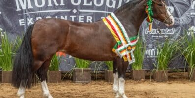 Bicampeã: Belle Reserva é Melhor Exemplar da Raça na Morfologia da Expointer 2026