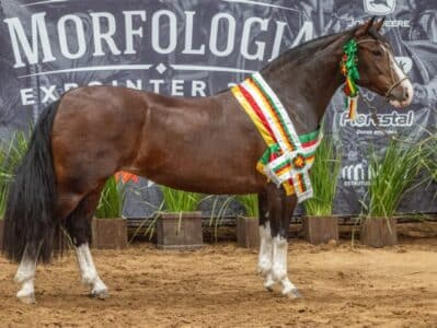 Bicampeã: Belle Reserva é Melhor Exemplar da Raça na Morfologia da Expointer 2026