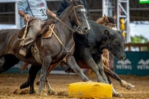 Cavalo Crioulo reúne Freio de Ouro, Morfologia e Supercopa Jovem em 12 dias de programação 