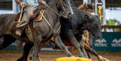Cavalo Crioulo reúne Freio de Ouro, Morfologia e Supercopa Jovem em 12 dias de programação