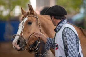 Cavalo Crioulo terá Exposição Morfológica em Barretos 