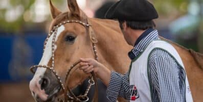 Cavalo Crioulo terá Exposição Morfológica em Barretos neste domingo