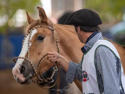 Cavalo Crioulo terá Exposição Morfológica em Barretos neste domingo
