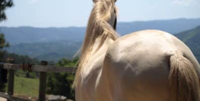 Por que meu cavalo está perdendo a musculatura dorsal?