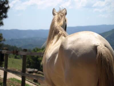 Por que meu cavalo está perdendo a musculatura dorsal?