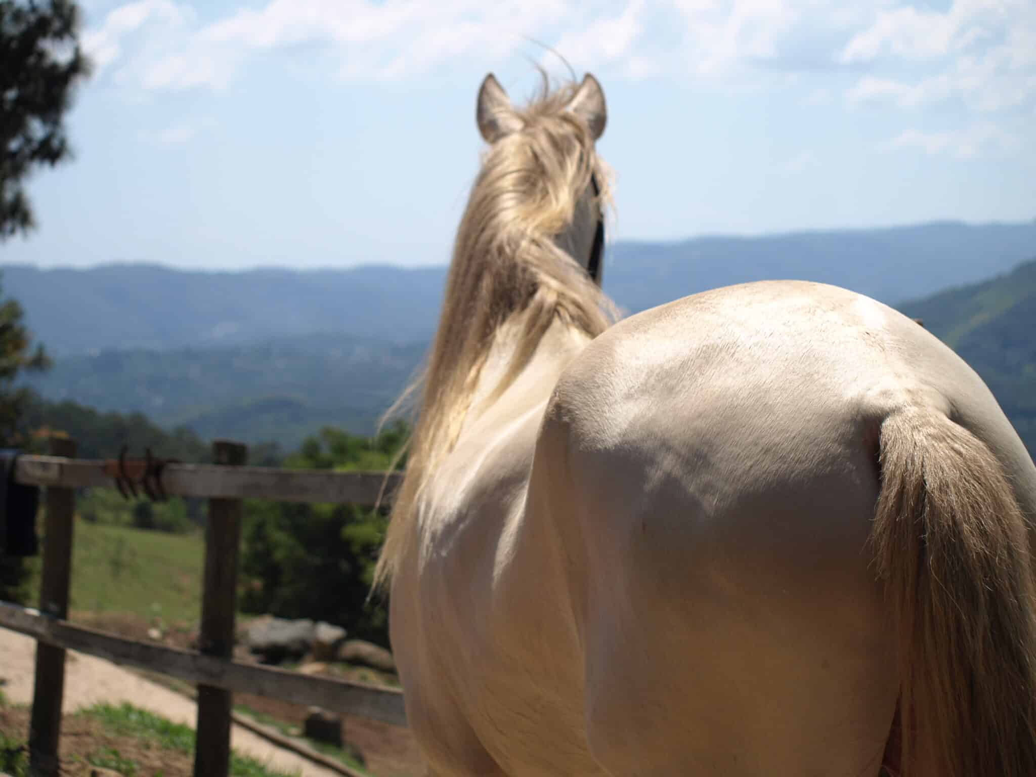 Por que meu cavalo está perdendo a musculatura dorsal?