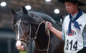 Cavalo Crioulo tem 106 exemplares admitidos para o Freio de Ouro