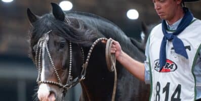 Cavalo Crioulo tem 106 exemplares admitidos para o Freio de Ouro