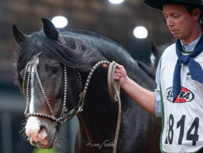 Cavalo Crioulo tem 106 exemplares admitidos para o Freio de Ouro