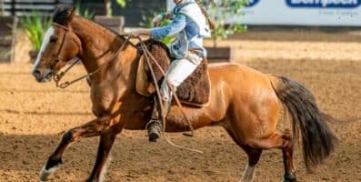 Supercopa Jovem celebra futuro da raça nas pistas do Cavalo Crioulo