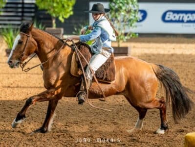 Supercopa Jovem celebra futuro da raça nas pistas do Cavalo Crioulo