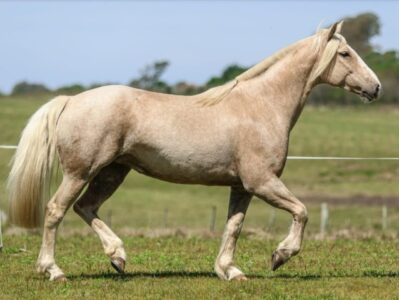 Cavalos domados para lida de campo ganham espaço em remate na Farm Show