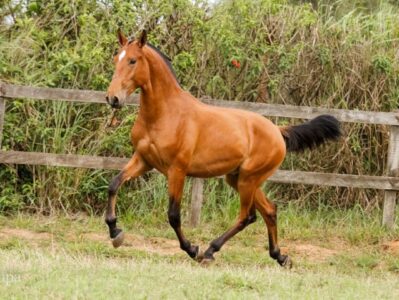 Cavalo na pauta do maior fórum mundial do agro