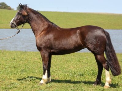 Remate Entre Amigos & Cavalos leva matrizes ligadas a campeões do Freio de Ouro