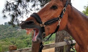 Como não comprar cavalo