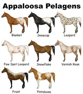Appaloosa pelagem