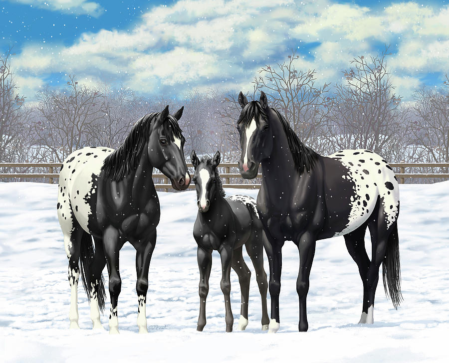 Cavalo Appaloosa