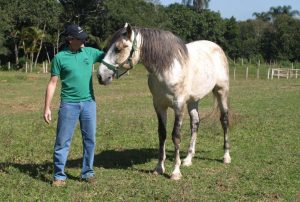 Cavalos podem diferenciar posturas humanas submissas e dominantes - Vergano Marumby