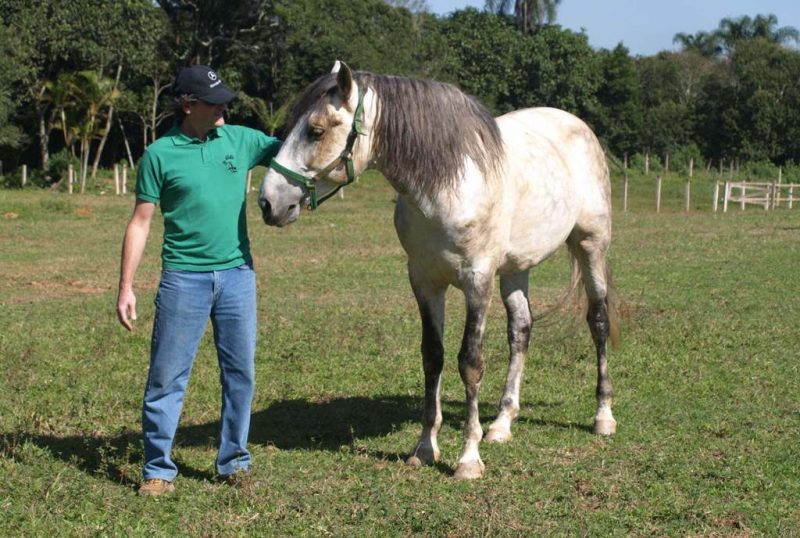 Cavalos podem diferenciar posturas humanas submissas e dominantes - Vergano Marumby