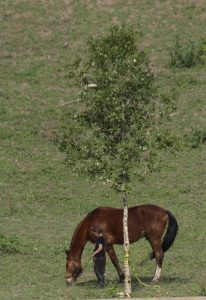 Cavalo com pata quebrada