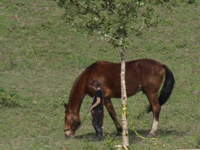 Cavalo com pata quebrada