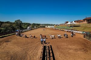Chapecó realiza Exposição Passaporte do Cavalo Crioulo