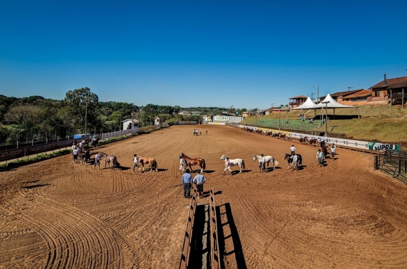 Chapecó realiza Exposição Passaporte do Cavalo Crioulo