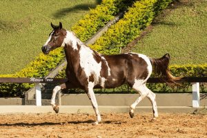 Eslovaquia do PEC - a femea mais cara do 10 Leilao Celebridades