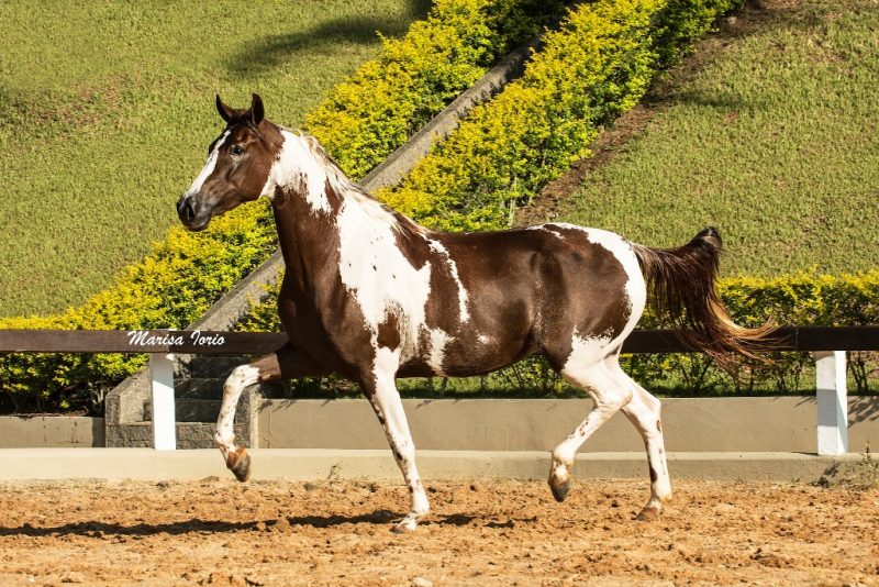 Eslovaquia do PEC - a femea mais cara do 10 Leilao Celebridades