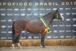 FICCC - Dinastia Cala Bassa - Crédito Fagner Almeida ABCCC