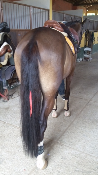 Fita no rabo do cavalo