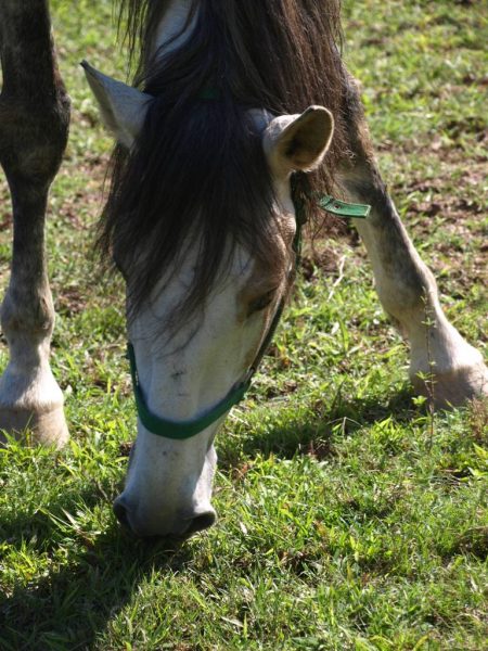 Guloseimas saudáveis para os cavalos