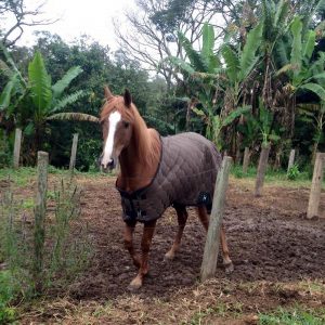 Biscoito, com capa de inverno e chuva...