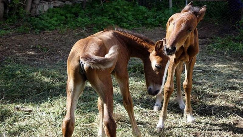Potros gémeos nascidos numa quinta em Cercedilla, Espanha. Ayuntamiento de Cercedilla