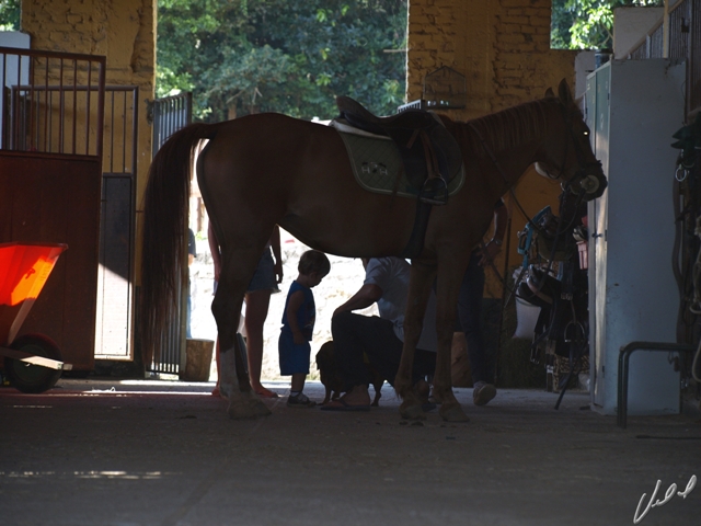 Tratador do seu cavalo