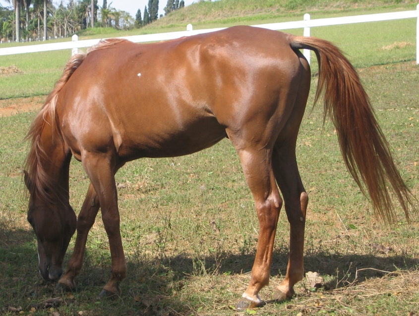 Biscoito, cavalos e suas características